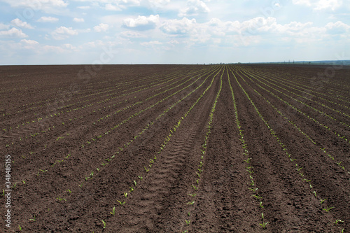 Seedlings of corn sprouted in rows in the field