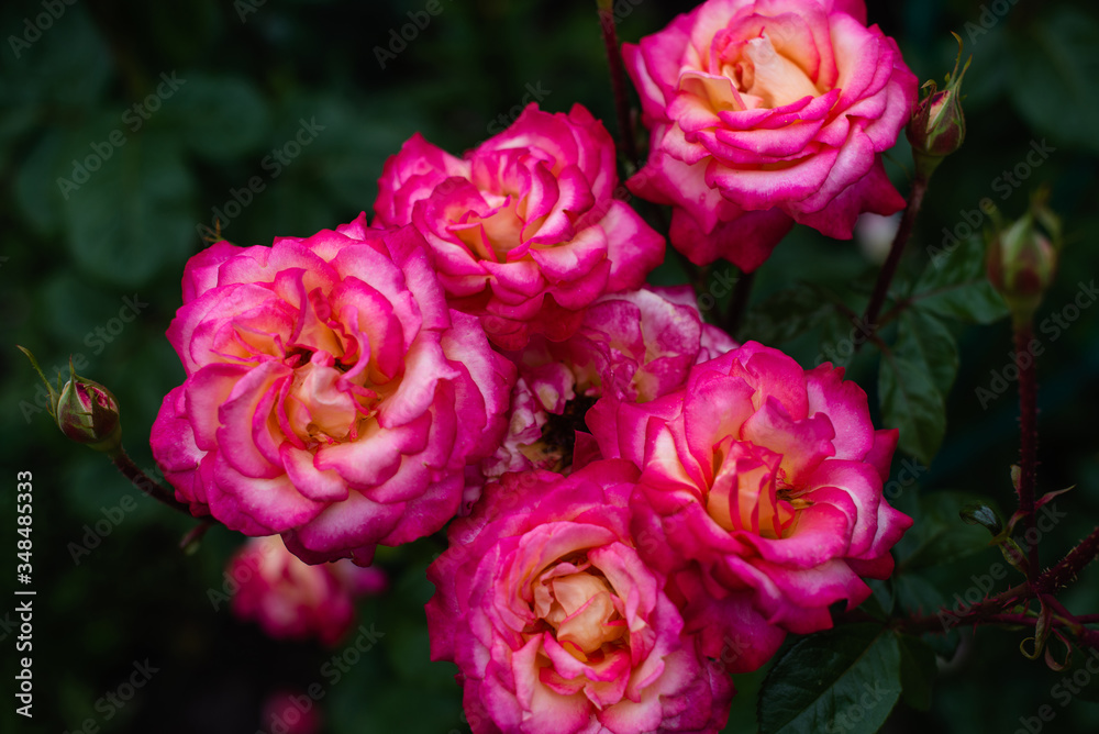 Roses dramatic toning. Background of rose bushes Roses dramatic toning. Background of rose bushes