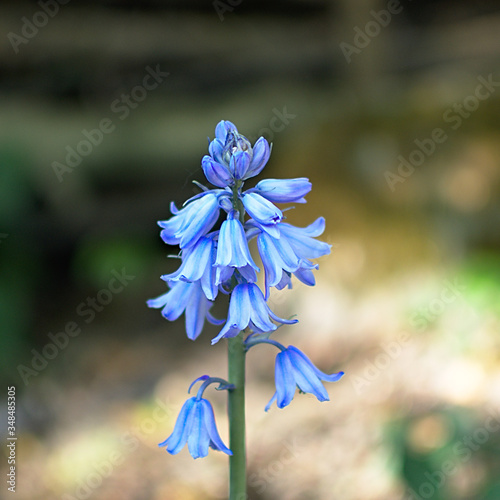 Hasenglöckchen sind bezaubernde im Frühling blühende Zwiebelblumen