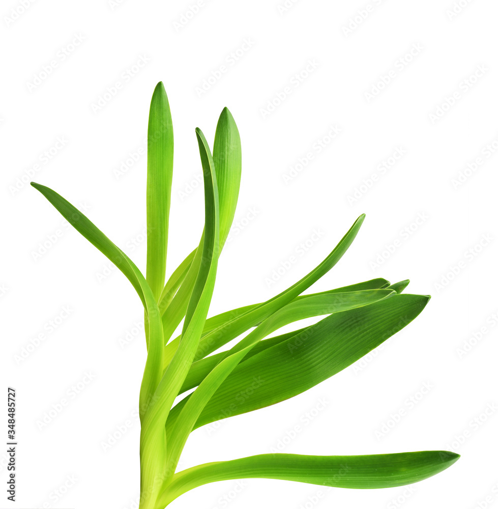 Green hyacinth leaves