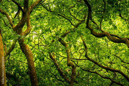Enchanted forest in Caldas da Rainha, Portugal. © WildGlass Photograph
