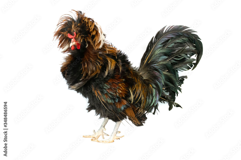 Polish chickens are popular as pets because of their cute appearance