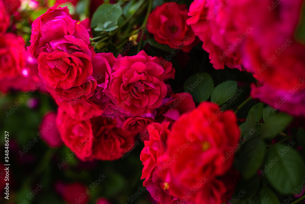 The blooming bushes of roses in the garden. Background of rose bushes