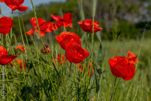 Flowers red poppies bloom in wild field. Beautiful field of red poppies with highlighted focus. Soft light. Toning. Creative Creative Processing Natural Background