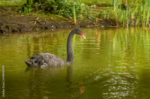 Black swan in the lake