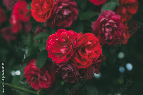 Roses dramatic toning. Background of rose bushes © Serhii Barylo