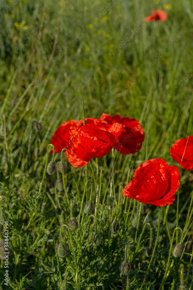 Flowers red poppies bloom in wild field. Beautiful field of red poppies with highlighted focus. Soft light. Toning. Creative Creative Processing Natural Background Flowers red poppies bloom in wild field. Beautiful field of red poppies with highlighted focus. Soft light. Toning. Creative Creative Processing Natural Background