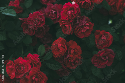 Roses dramatic toning. Background of rose bushes