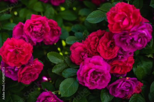 The blooming bushes of roses in the garden. Background of rose bushes