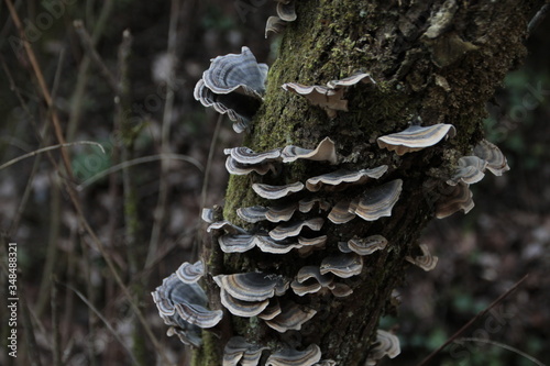 mushrooms on tree bark