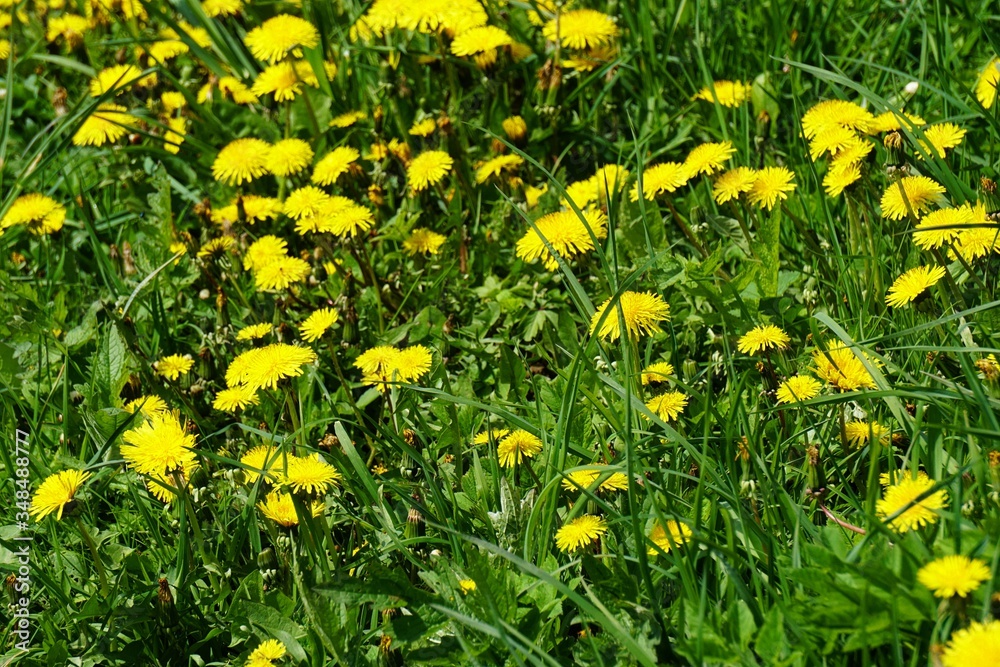 field with yellow dandelions at the spring