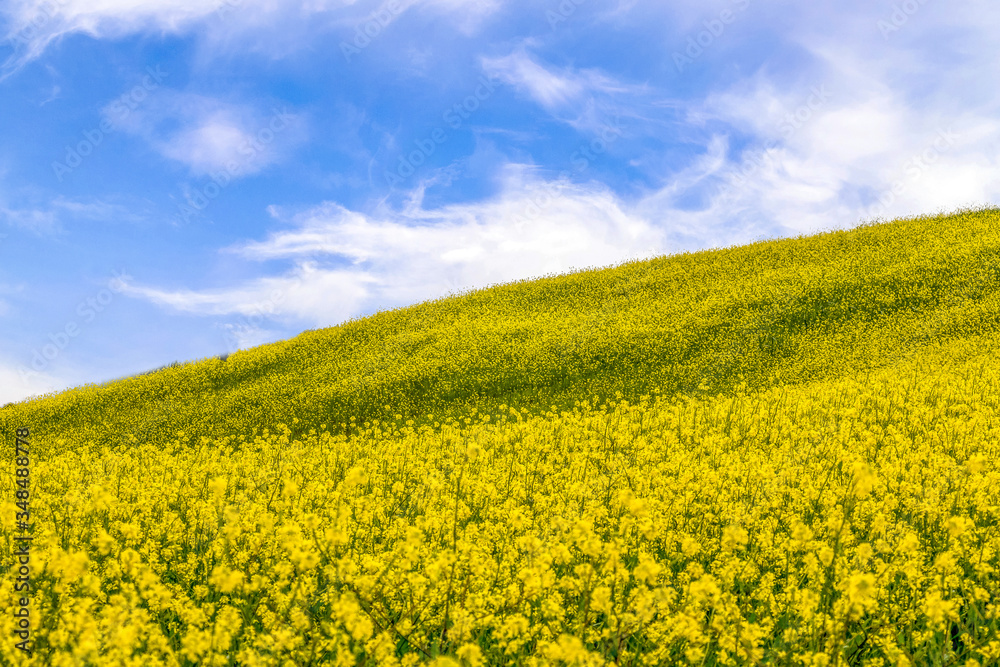 Yellow flowers field in the spring sky Yellow flowers field in the spring sky