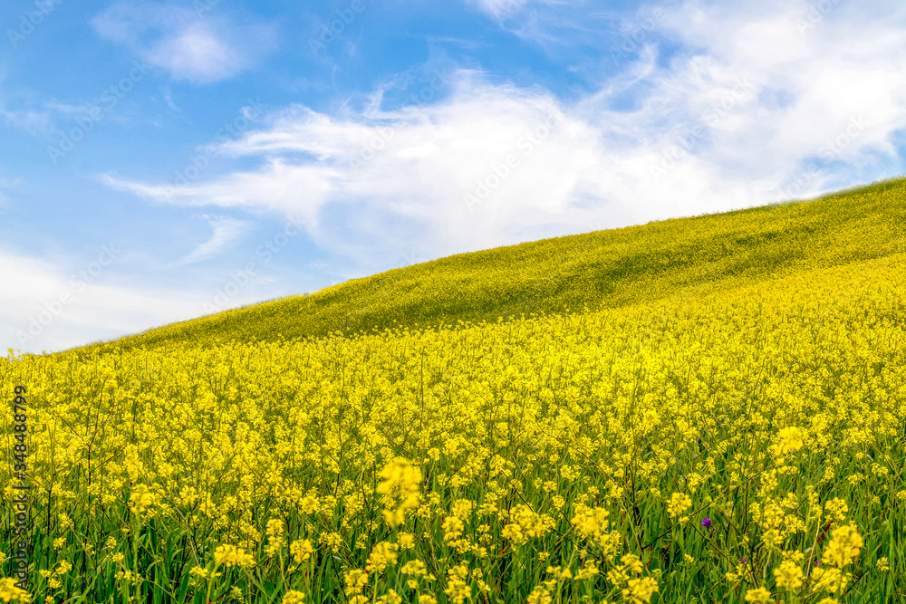 Yellow flowers field in the spring sky