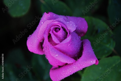 lilac rose with water drops