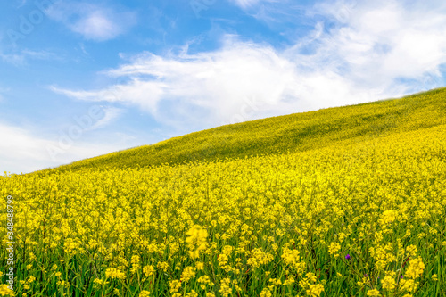 Yellow flowers field in the spring sky © WildGlass Photograph