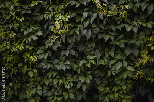 Green leaves natural background  bright green leaves of wild grape