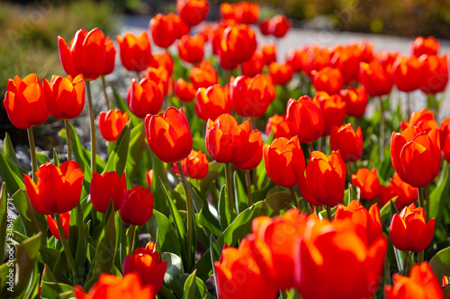 Red tulips background. Beautiful tulip in the meadow. Flower bud in spring in the sunlight. Flowerbed with flowers. Tulip close-up. Red flower