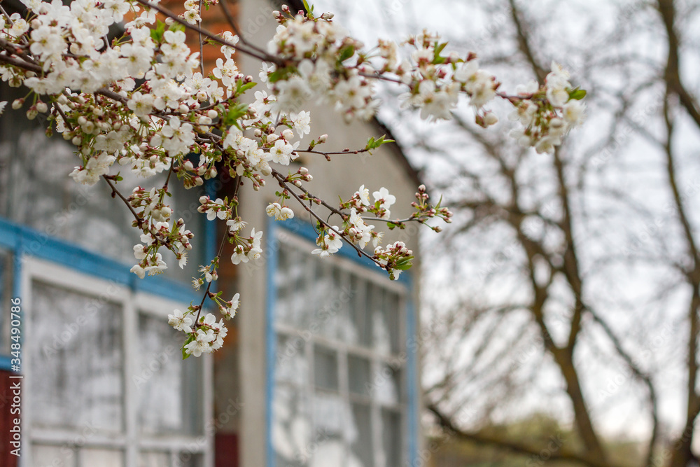 The color of the spring branch of cherry on the background of a beautiful house in the village