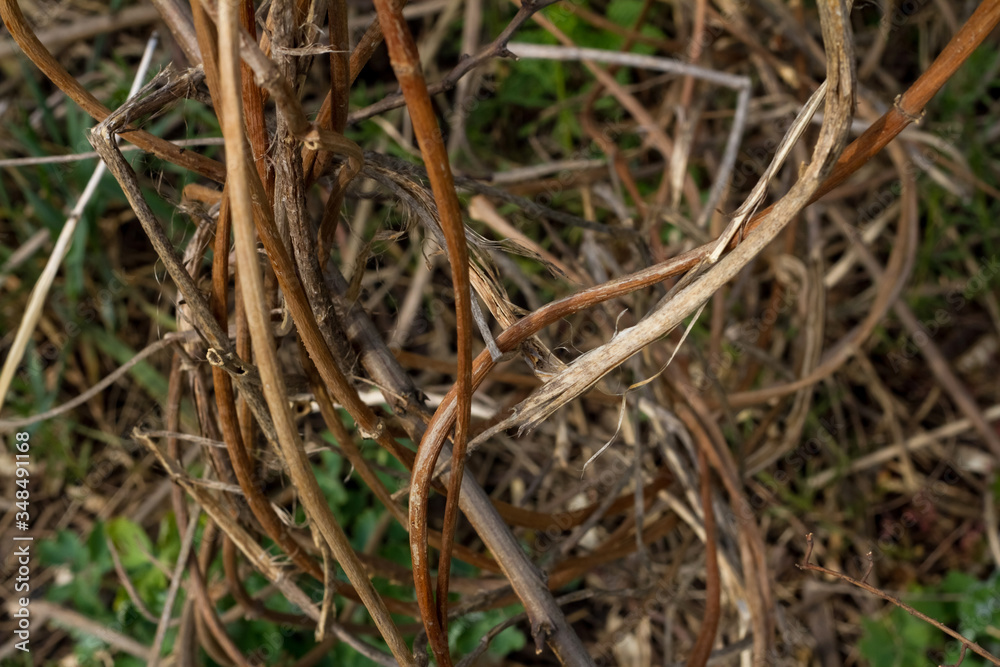 Close-up photograph of dry branches of a vine. Beige background