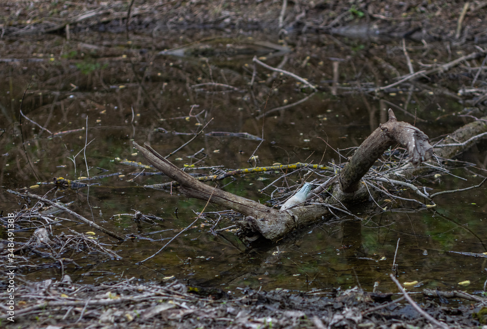 In the water, it is very polluted with garbage, dirty bottles and broken branches. Environmental pollution In the water, it is very polluted with garbage, dirty bottles and broken branches. Environmental pollution