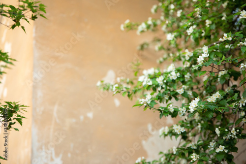 blossoming apple tree on the background wall of an orange house 