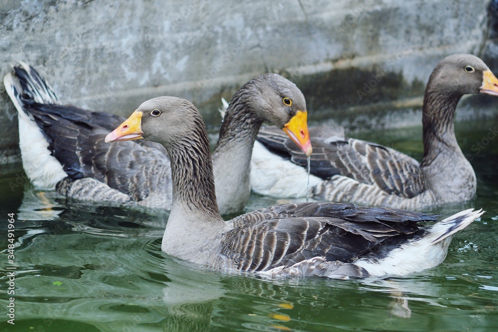 domestic grey geese bathe in the pool water on a poultry farm close up