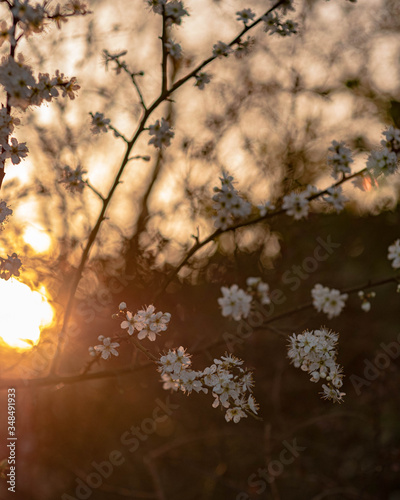 sunset à travers les fleurs blanche 