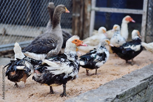 a flock of black and white musk ducks walk on the sand in the poultry yard against the background of a poultry farm. photo