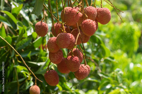 Picture of ripe lychee fruits hanging from the tree ready for harvest 