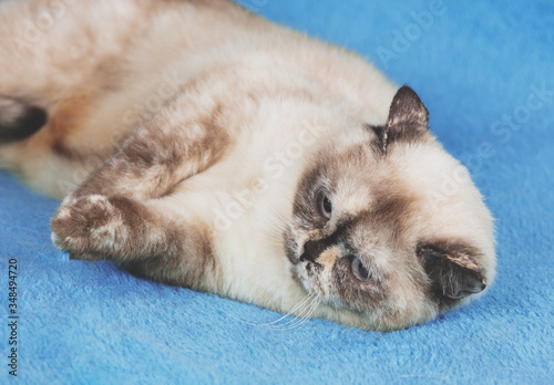 Cute cat lying on a blue blanket