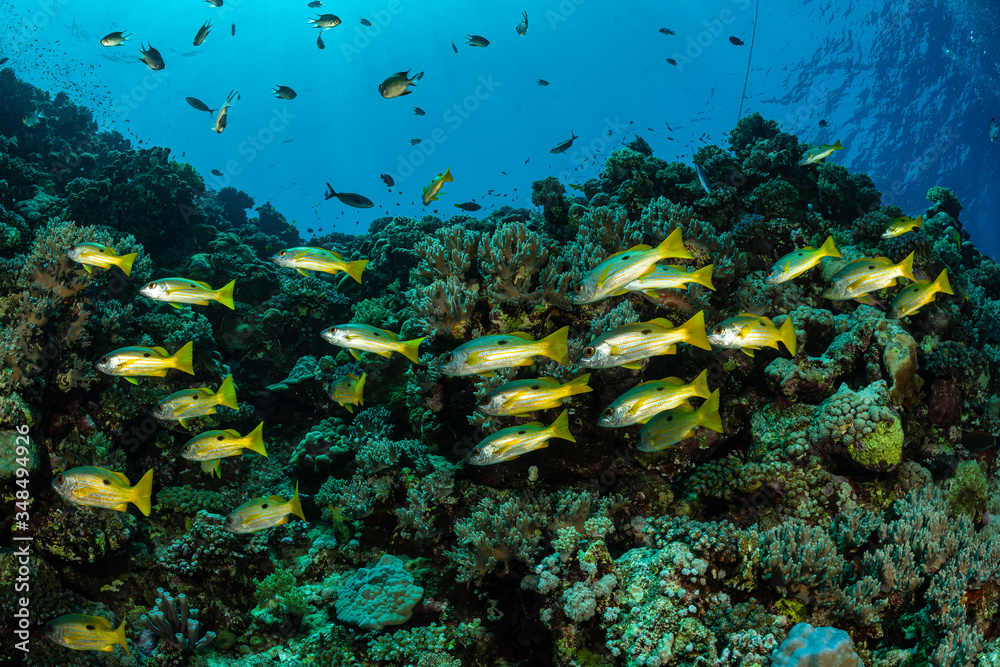 Naklejka premium school of black and yellow longspot snapper fish