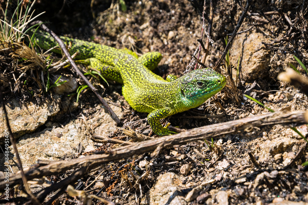 Macro view of wild Green Lizard (Lacerta Virdis) in natural background, Piedmont. 

Italy