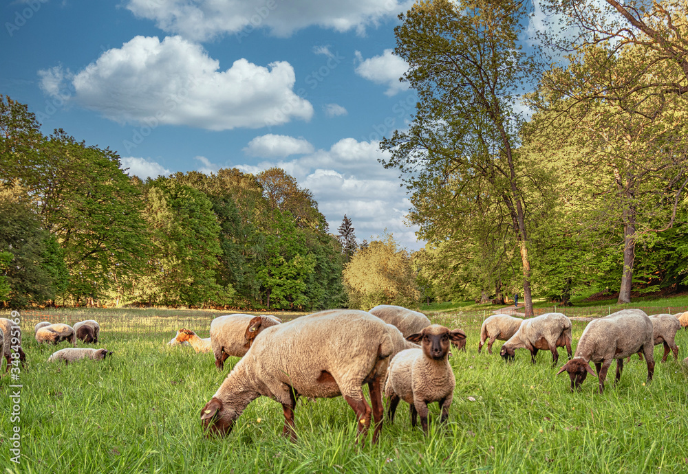 Obraz premium Schafherde auf der Weide