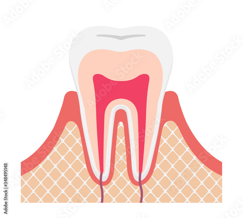 Tooth anatomy flat vector illustration (no text)