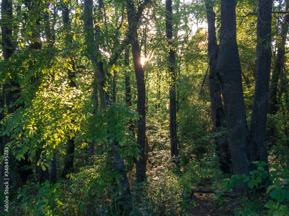 Fototapeta premium Deciduous forest with green trees lit by sunlight.