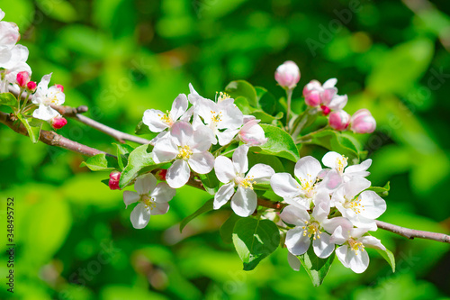 spring apple-tree blossom