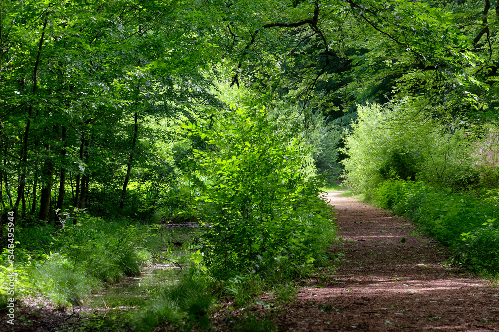 Channel of the Gruyer pond in Rambouillet forest Channel of the Gruyer pond in Rambouillet forest