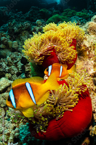 two orangefin anemonefish fish in anemone