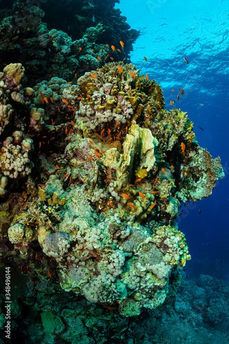 Fototapeta Naklejka Na Ścianę i Meble -  typical Red Sea tropical reef with hard and soft coral surrounded by school of orange anthias
