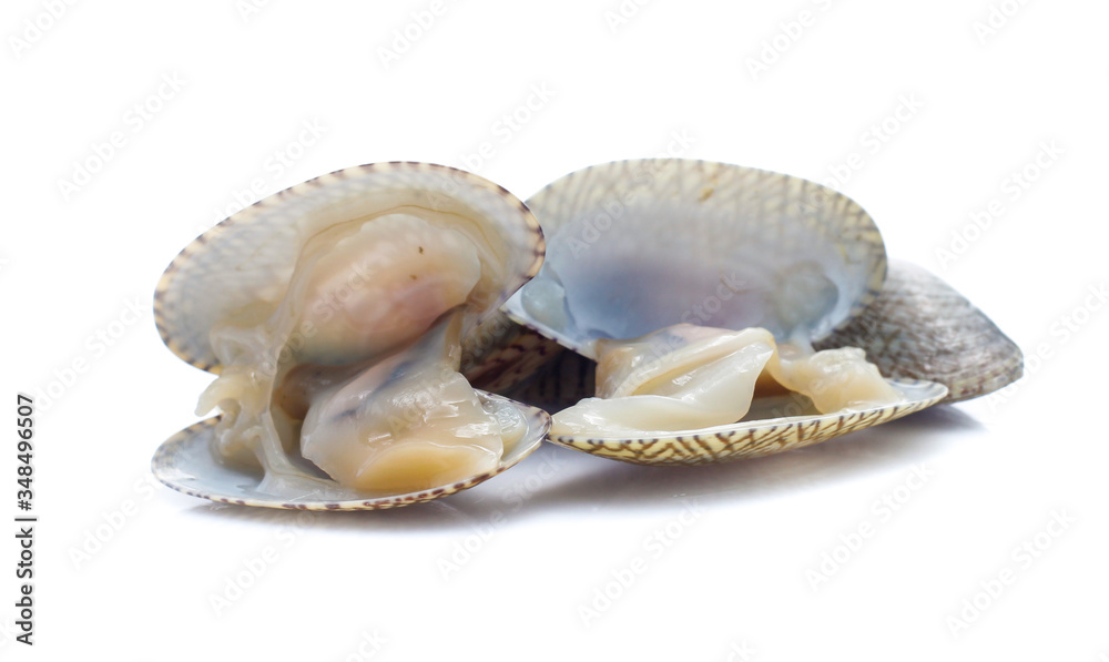 Clams in a white background Clams in a white background