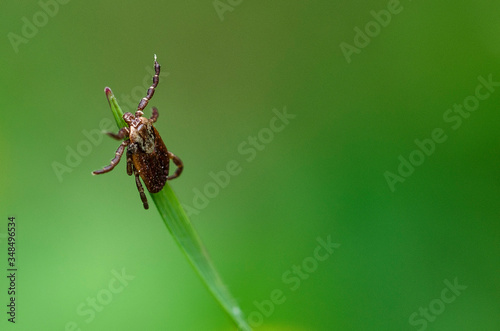 A dangerous tick waiting for you
 photo