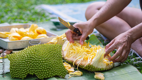 Tableau sur toile Close-up of a woman hands was cutting ripe jackfruit while sitting in a garden