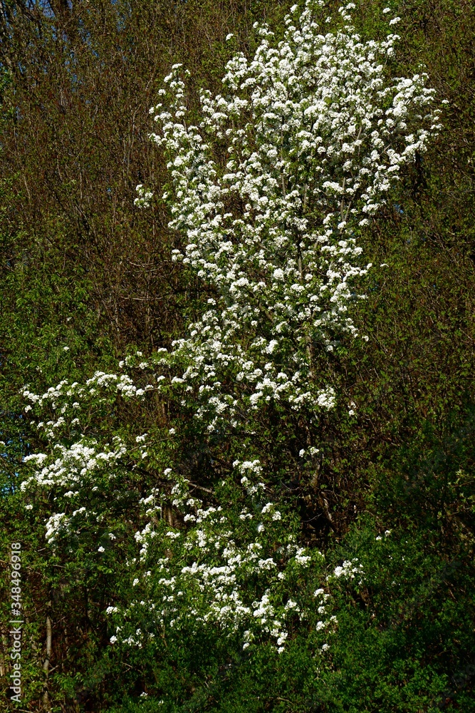 Fototapeta premium apple branches with white flowers on a background of bare trees