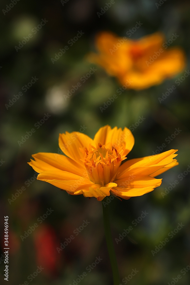 CLose Up Photo of Yellow cosmos flower, known as Cosmos Sulphureus (Sulfur Cosmos), isolated with blurred green background CLose Up Photo of Yellow cosmos flower, known as Cosmos Sulphureus (Sulfur Cosmos), isolated with blurred green background