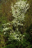 apple branches with white flowers on a background of bare trees