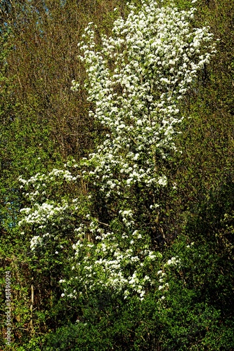Fototapeta Naklejka Na Ścianę i Meble -  apple branches with white flowers on a background of bare trees