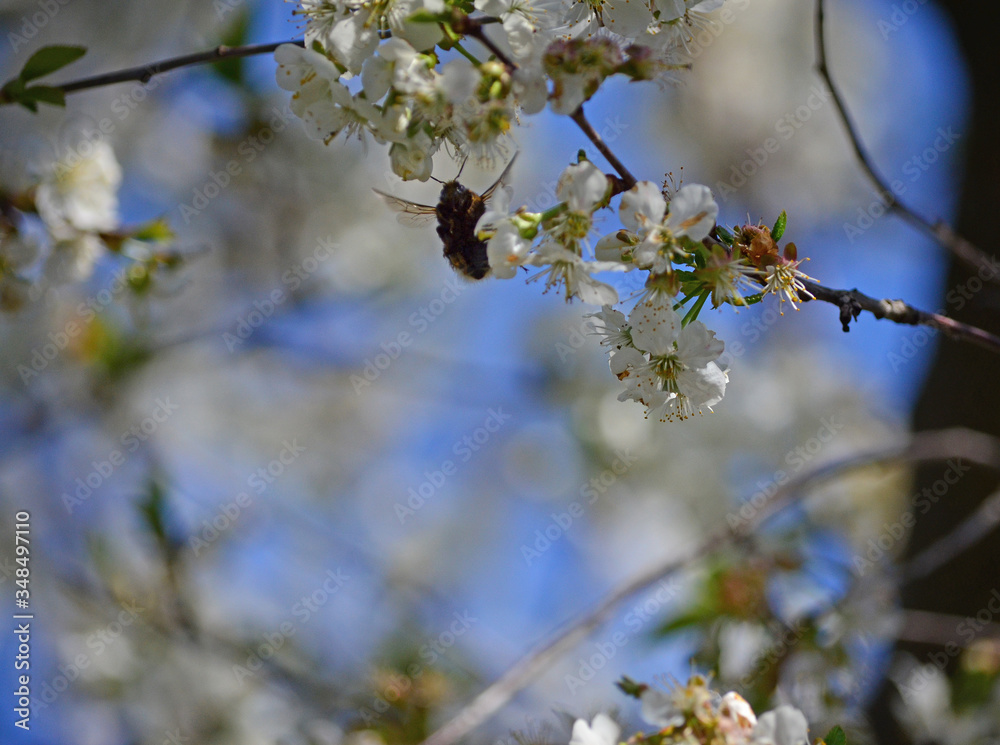 Close-up of garden bumblebee (Bombus hortorum) collecting nectar from blooming white cherry (Prunus cerasus) flower. Blooming cherry on natural bokeh background Close-up of garden bumblebee (Bombus hortorum) collecting nectar from blooming white cherry (Prunus cerasus) flower. Blooming cherry on natural bokeh background