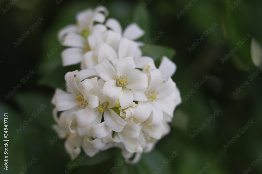 close up of white flower close up of white flower