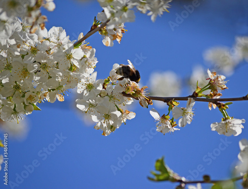 Close-up of garden bumblebee (Bombus hortorum) collecting nectar from blooming white cherry (Prunus cerasus) flower. Blooming cherry on natural bokeh background