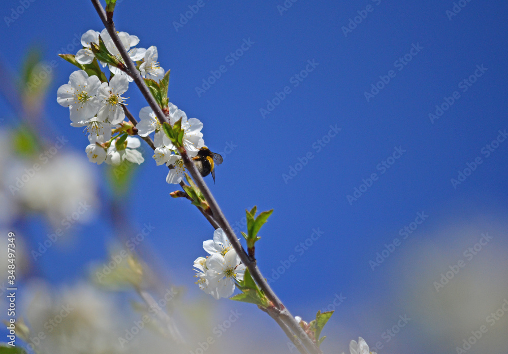 Naklejka premium Close-up of garden bumblebee (Bombus hortorum) collecting nectar from blooming white cherry (Prunus cerasus) flower. Blooming cherry on natural bokeh background